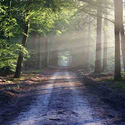 Sunbeams cutting through a shady forest lane along a dirt path