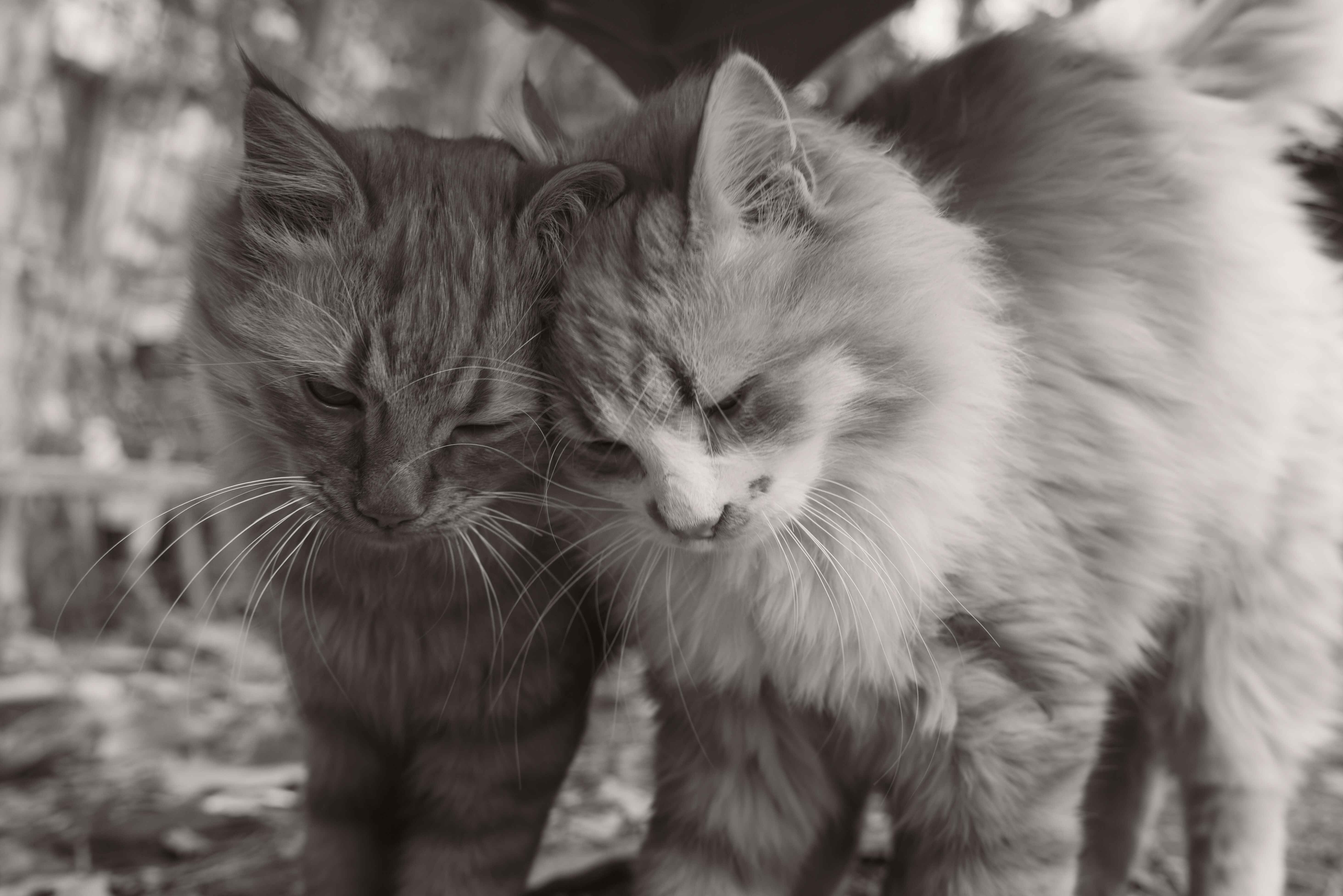 Two fluffy cats nuzzling heads in a tender black-and-white portrait